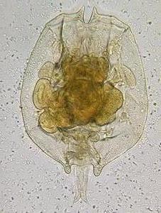 Luân trùng Rotifer